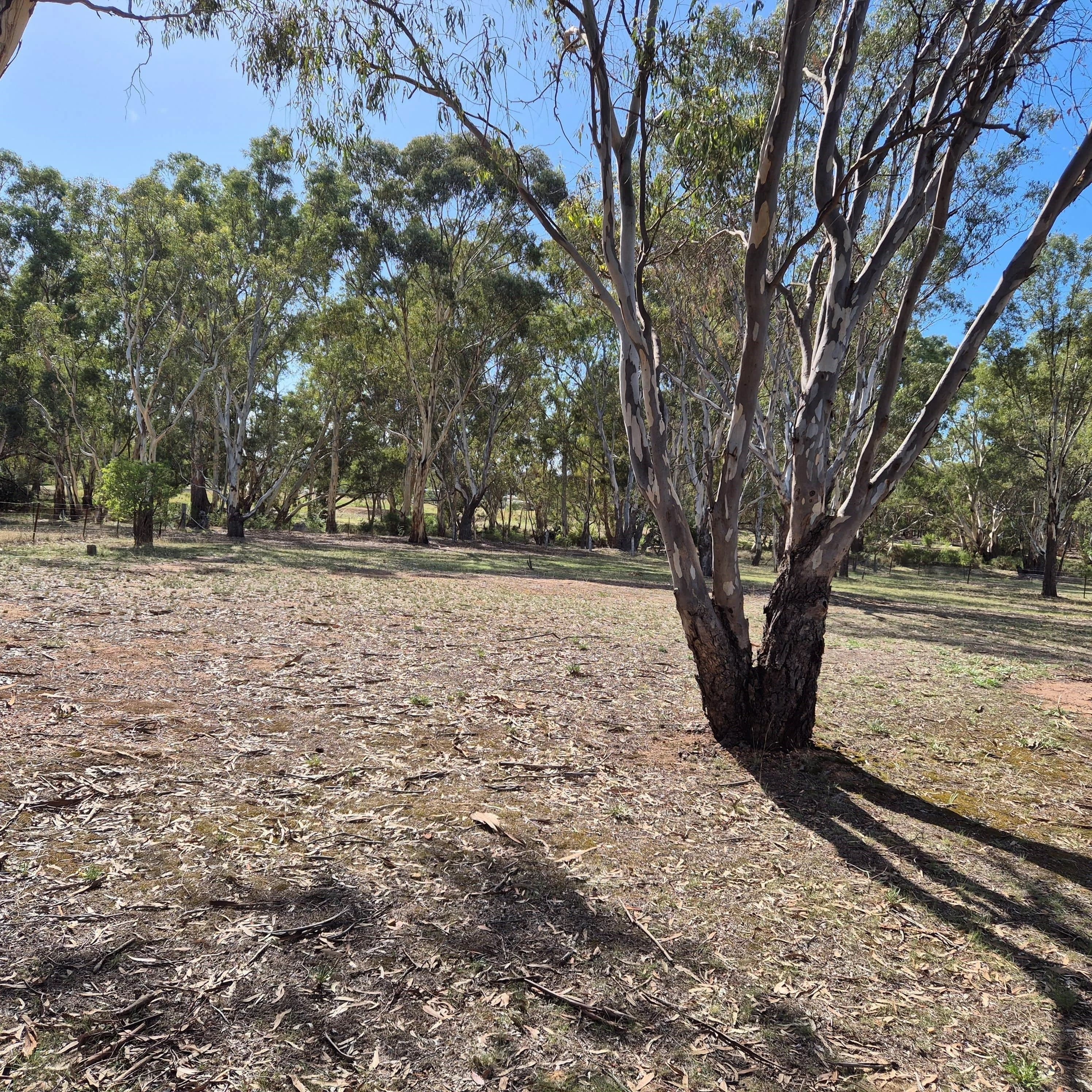 Dunolly 2 bed  Cottage 1.8 acre $455,000, VIC, 000 - Thumbnail 4