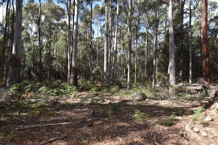 366 River Road, Reedy Marsh TAS 7304, Reedy Marsh - Image 1