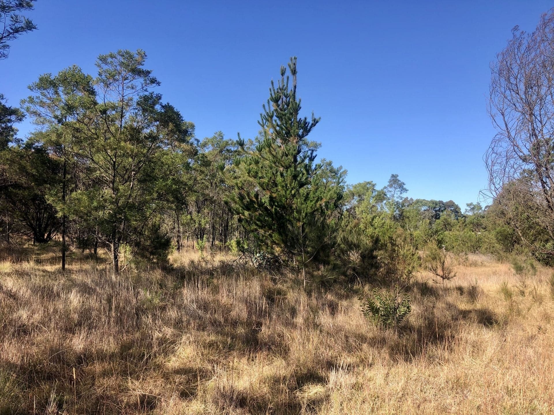 309 Alpine Road Yerrinbool NSW, Yerrinbool - Thumbnail 3