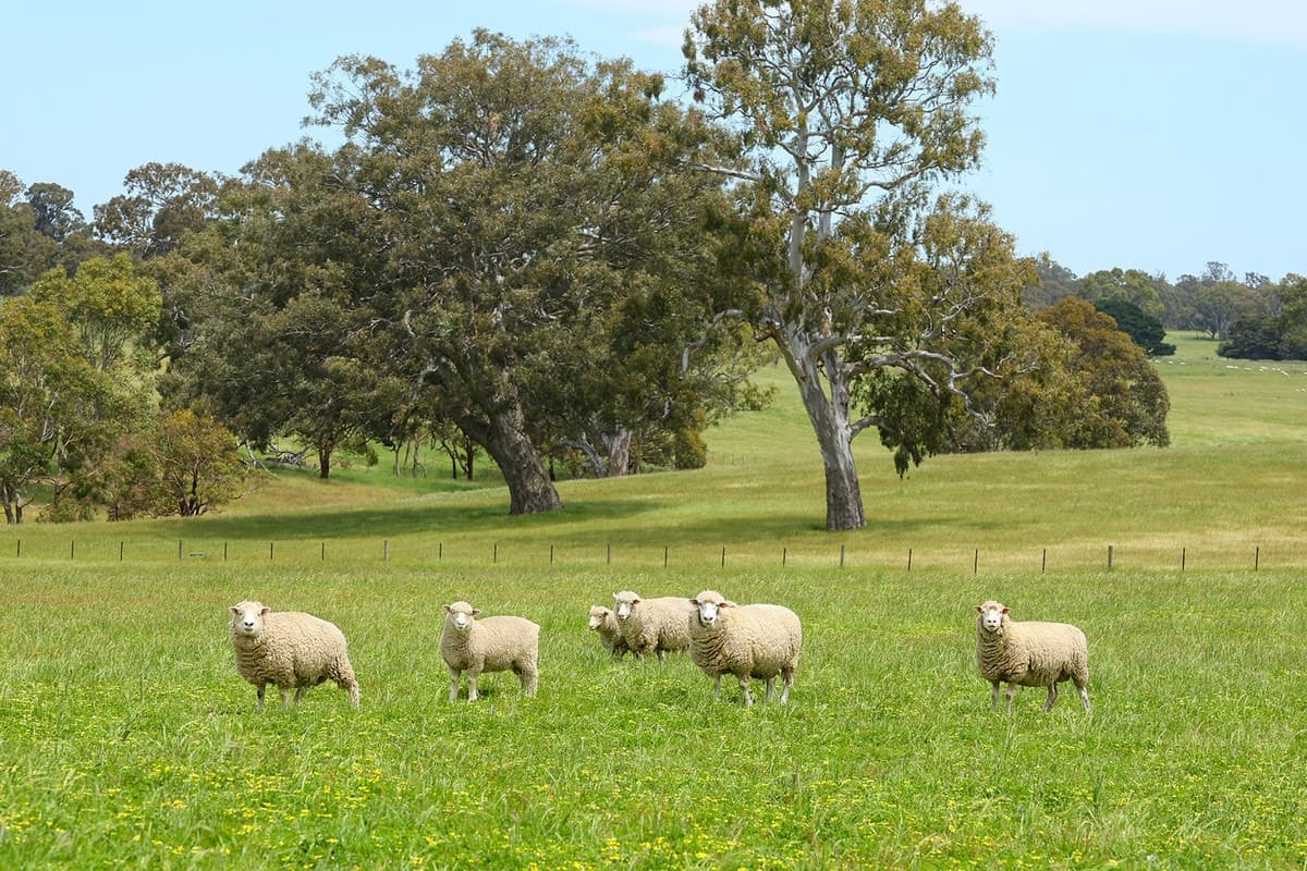 Mount Cavendish Road, Cavendish, VIC, Cavendish - Image 1