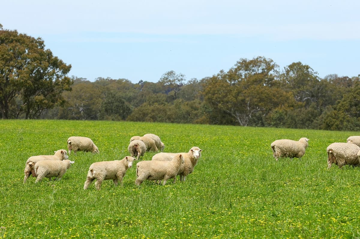 Mount Cavendish Road, Cavendish, VIC, Cavendish - Thumbnail 2