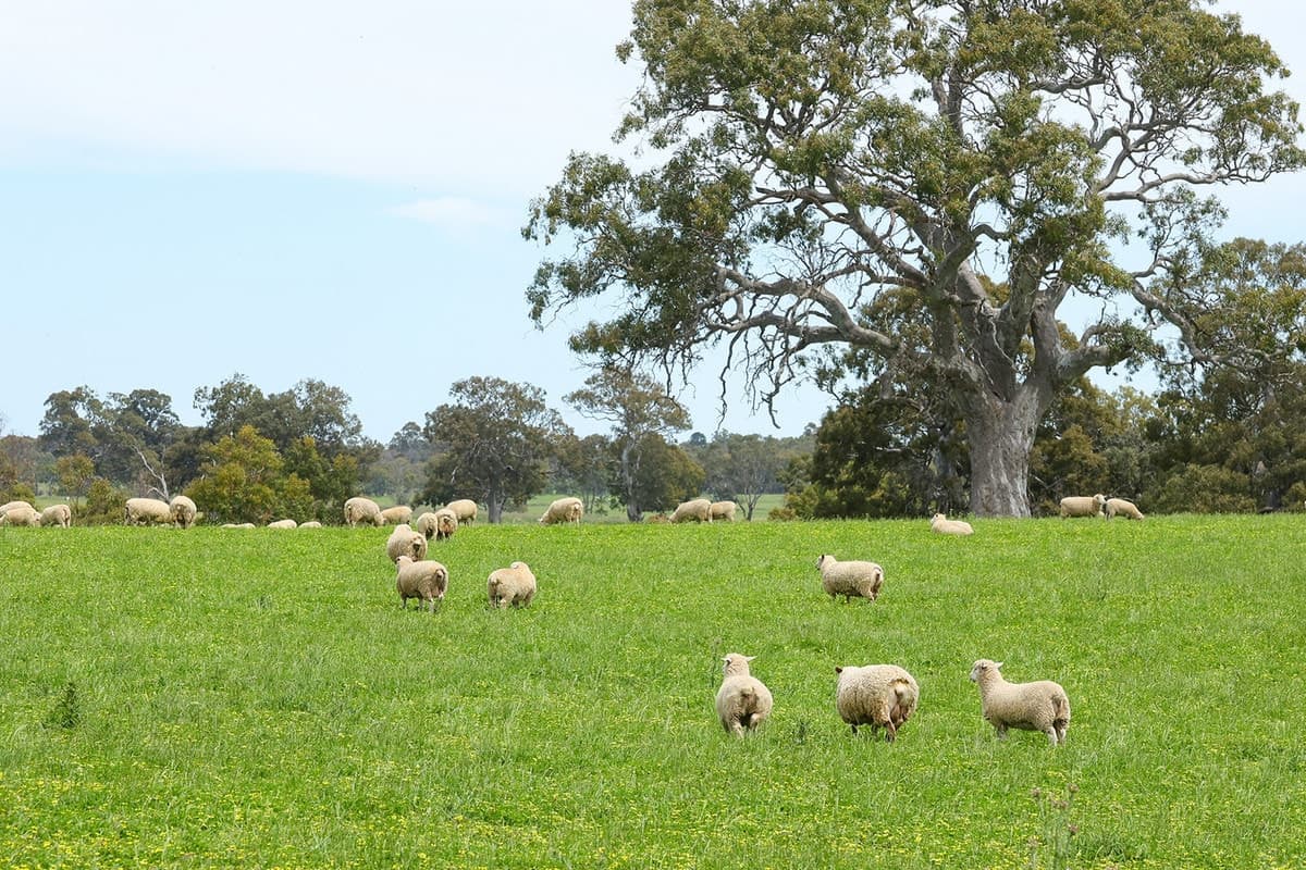 Mount Cavendish Road, Cavendish, VIC, Cavendish - Thumbnail 4