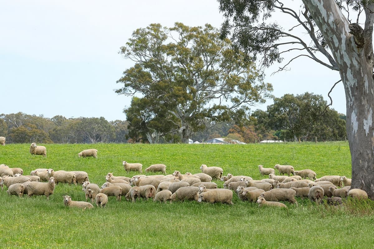 Mount Cavendish Road, Cavendish, VIC, Cavendish - Thumbnail 5