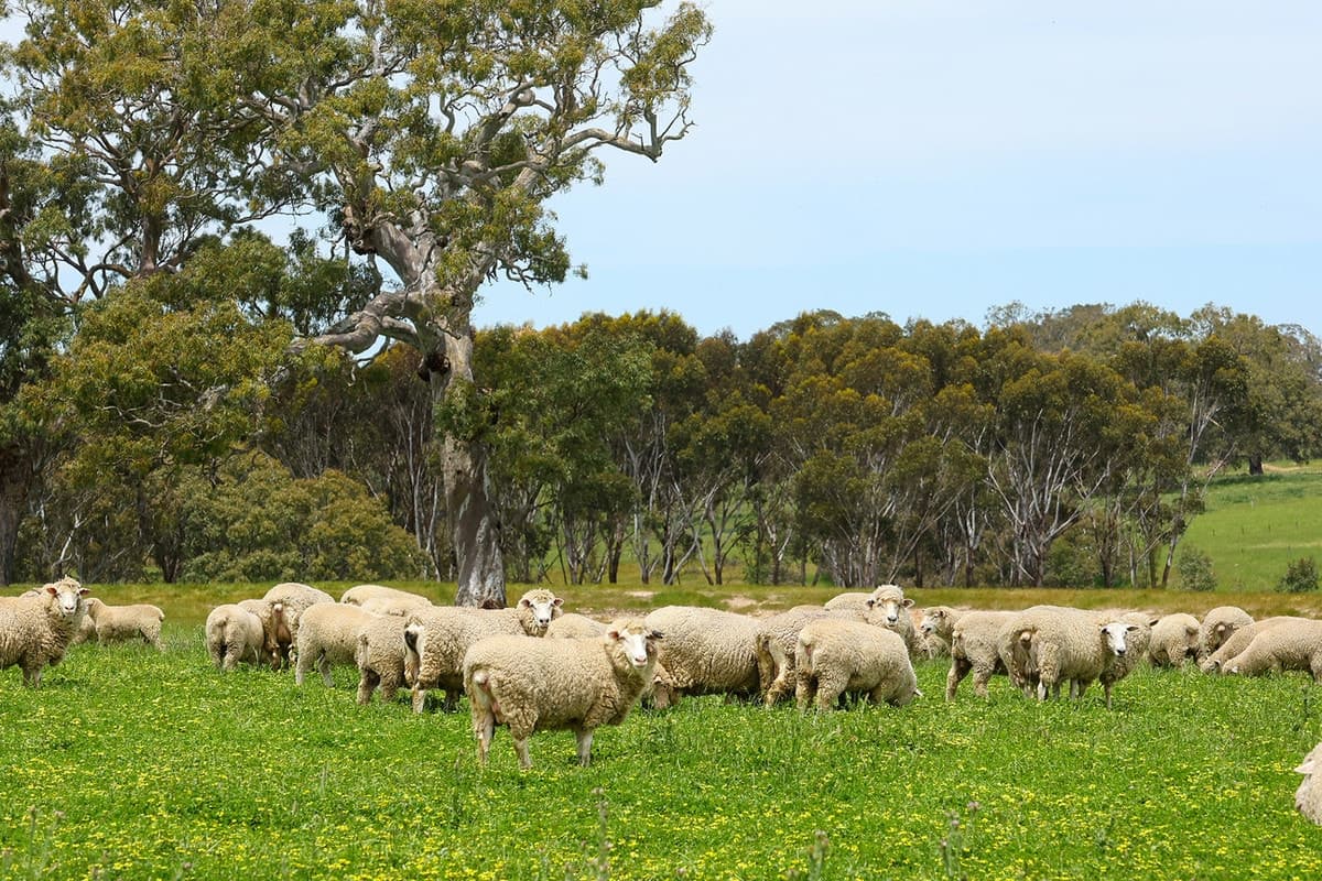 Mount Cavendish Road, Cavendish, VIC, Cavendish - Thumbnail 6