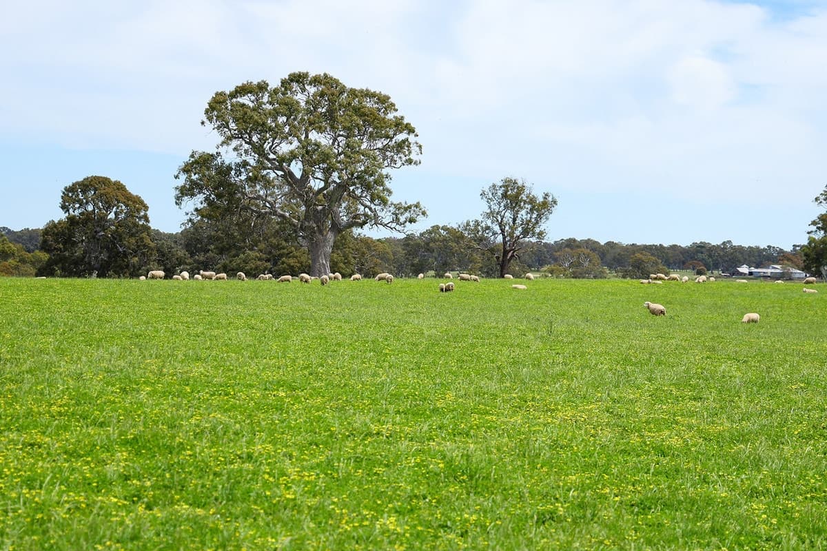 Mount Cavendish Road, Cavendish, VIC, Cavendish - Thumbnail 7