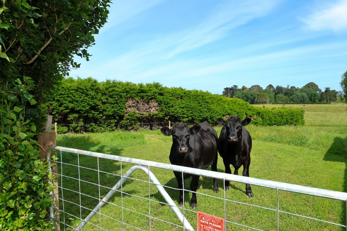 'Avon Park Farm' 310 Chocolyn Road, Camperdown, VIC, Camperdown - Thumbnail 4