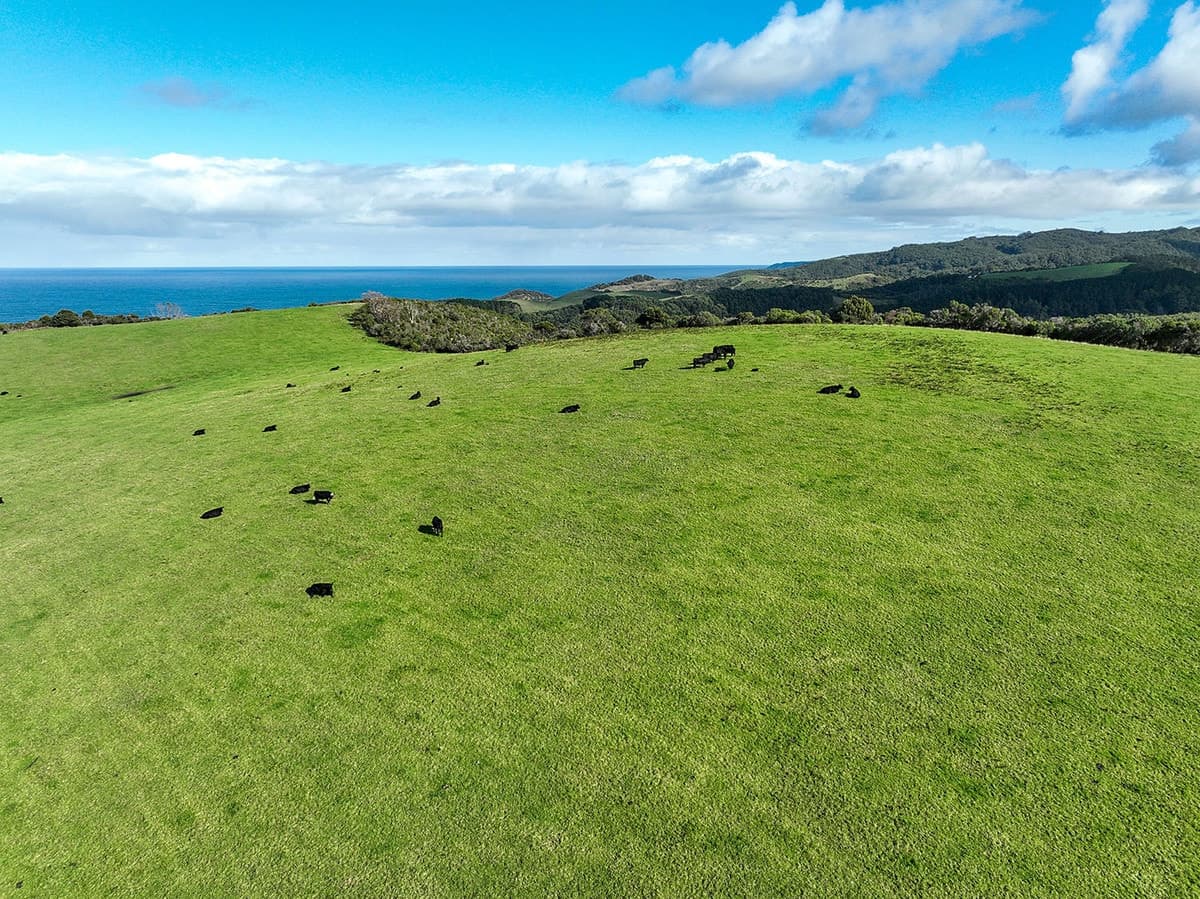 105 Stafford Road, Johanna, VIC, Johanna - Thumbnail 7