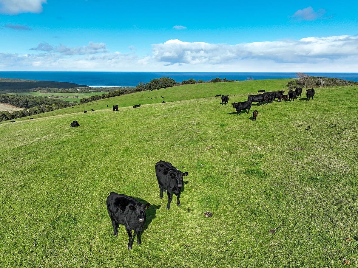 105 Stafford Road, Johanna, VIC, Johanna - Thumbnail 8