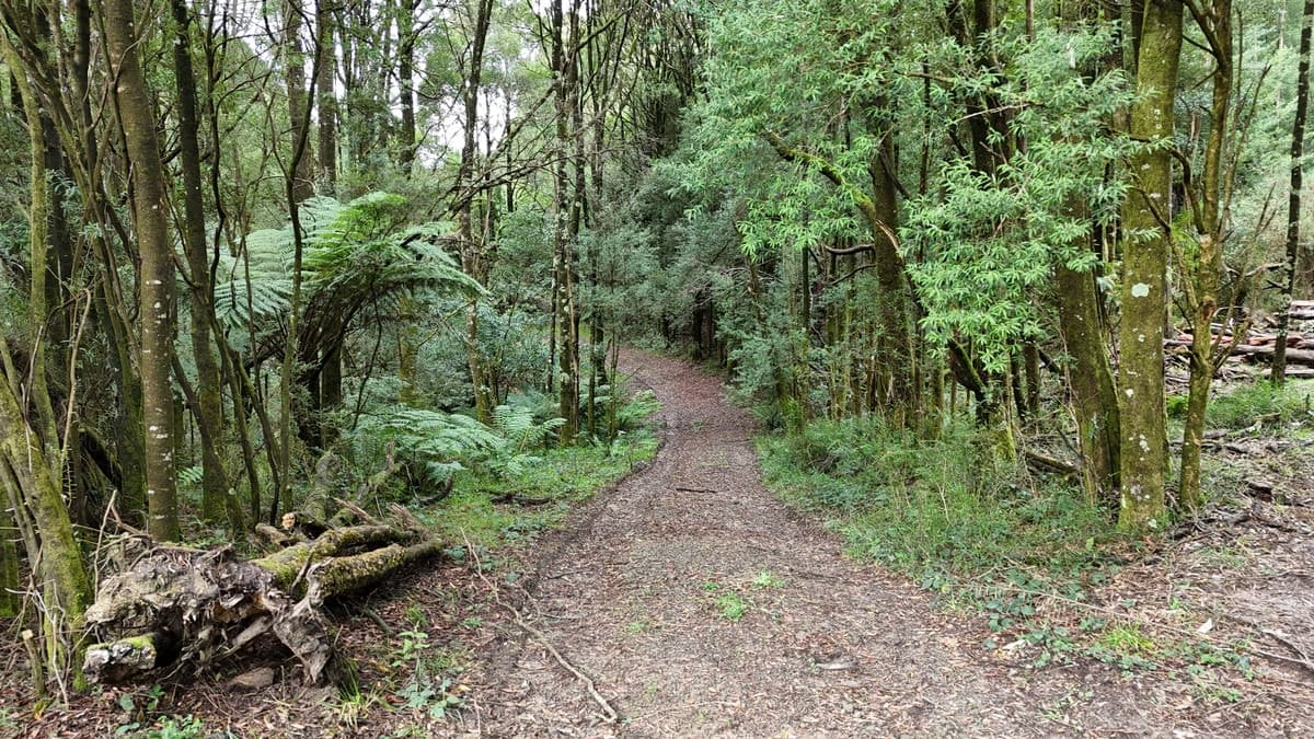 5225 Colac-Lavers Hill Road, Lavers Hill, VIC, Lavers Hill - Thumbnail 6