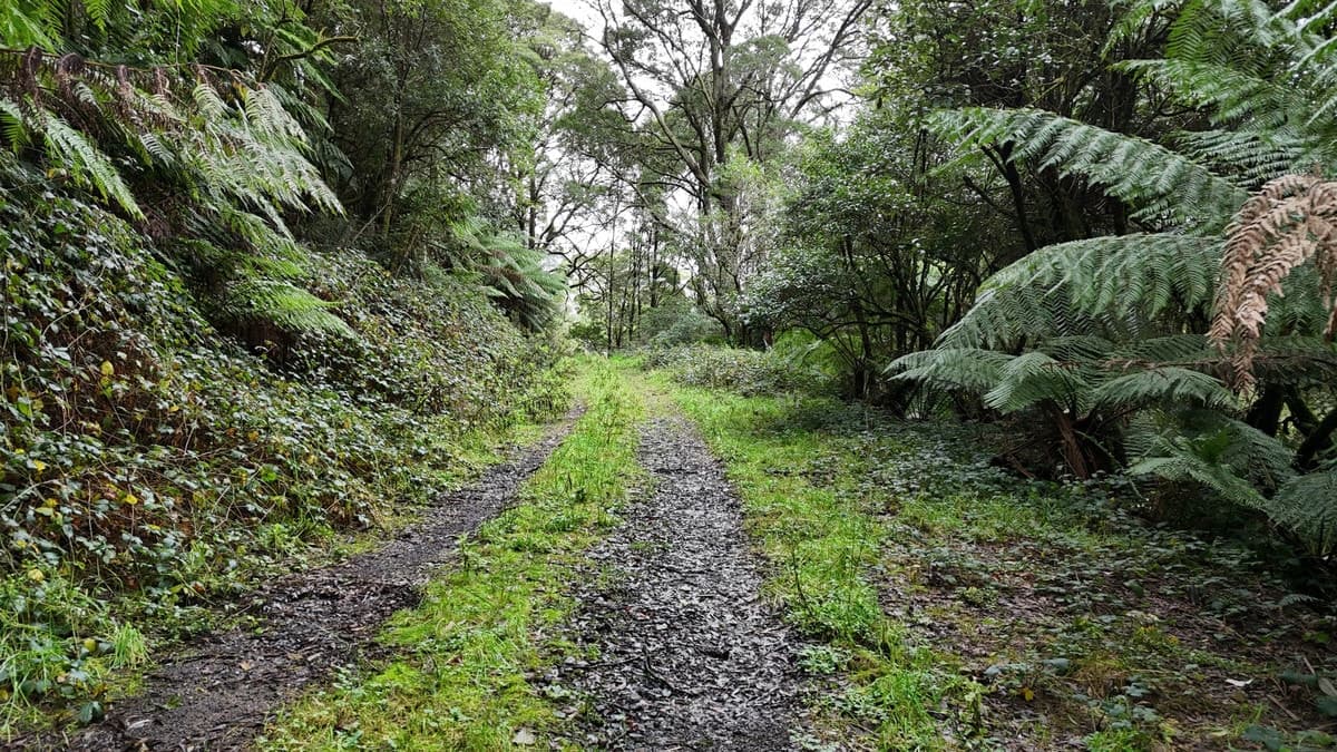 5225 Colac-Lavers Hill Road, Lavers Hill, VIC, Lavers Hill - Thumbnail 8