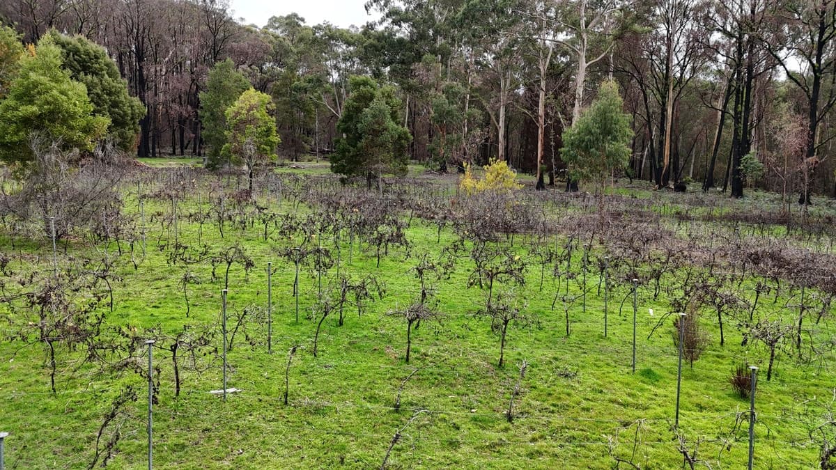 95 Wonga Road, Kawarren, VIC, Kawarren - Thumbnail 4