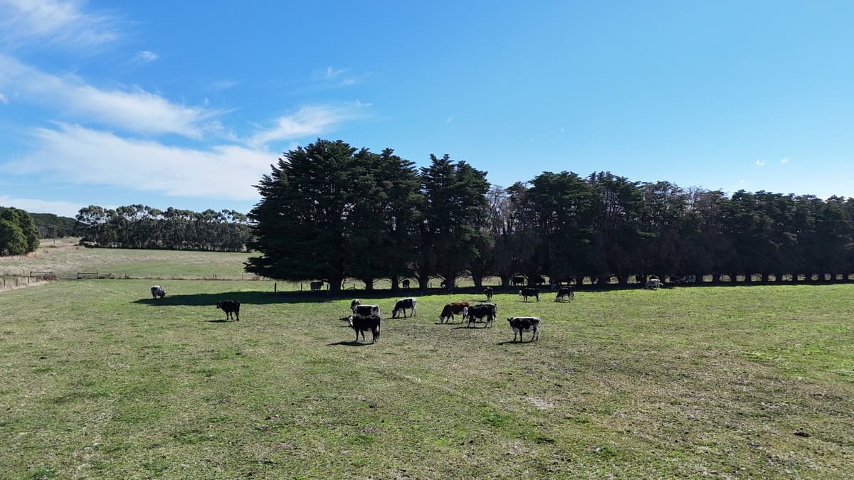 Cobden-Terang Road, Cobrico, VIC, Cobrico - Thumbnail 3