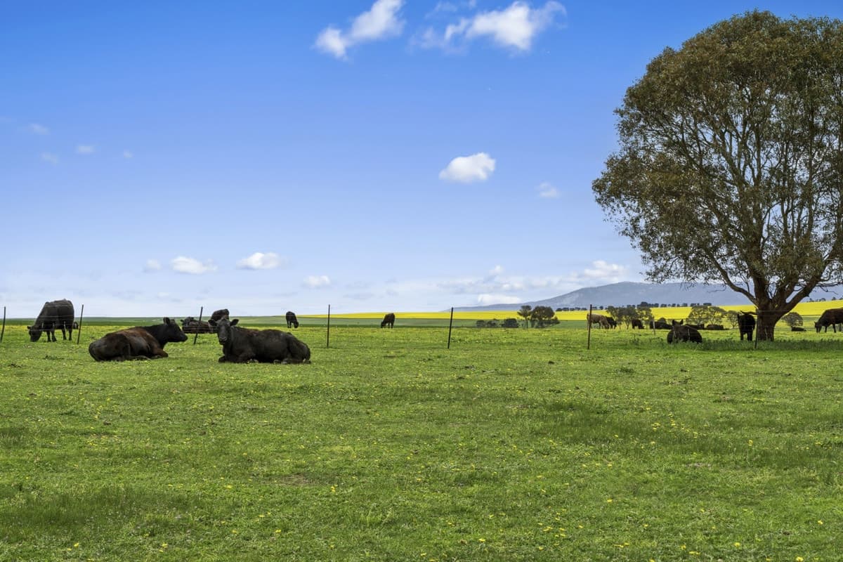 3077 Geelong Road, Cross Roads, VIC, Cross Roads - Thumbnail 2