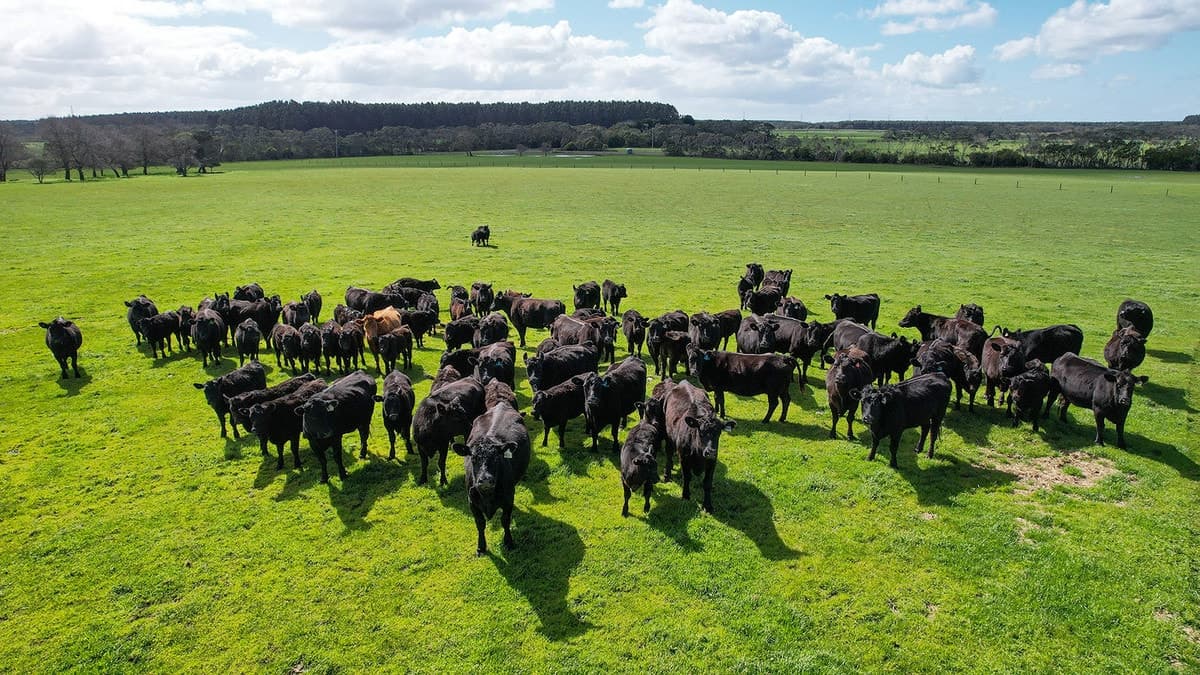 395 Settlers Road, Tyrendarra, VIC, Tyrendarra - Thumbnail 2