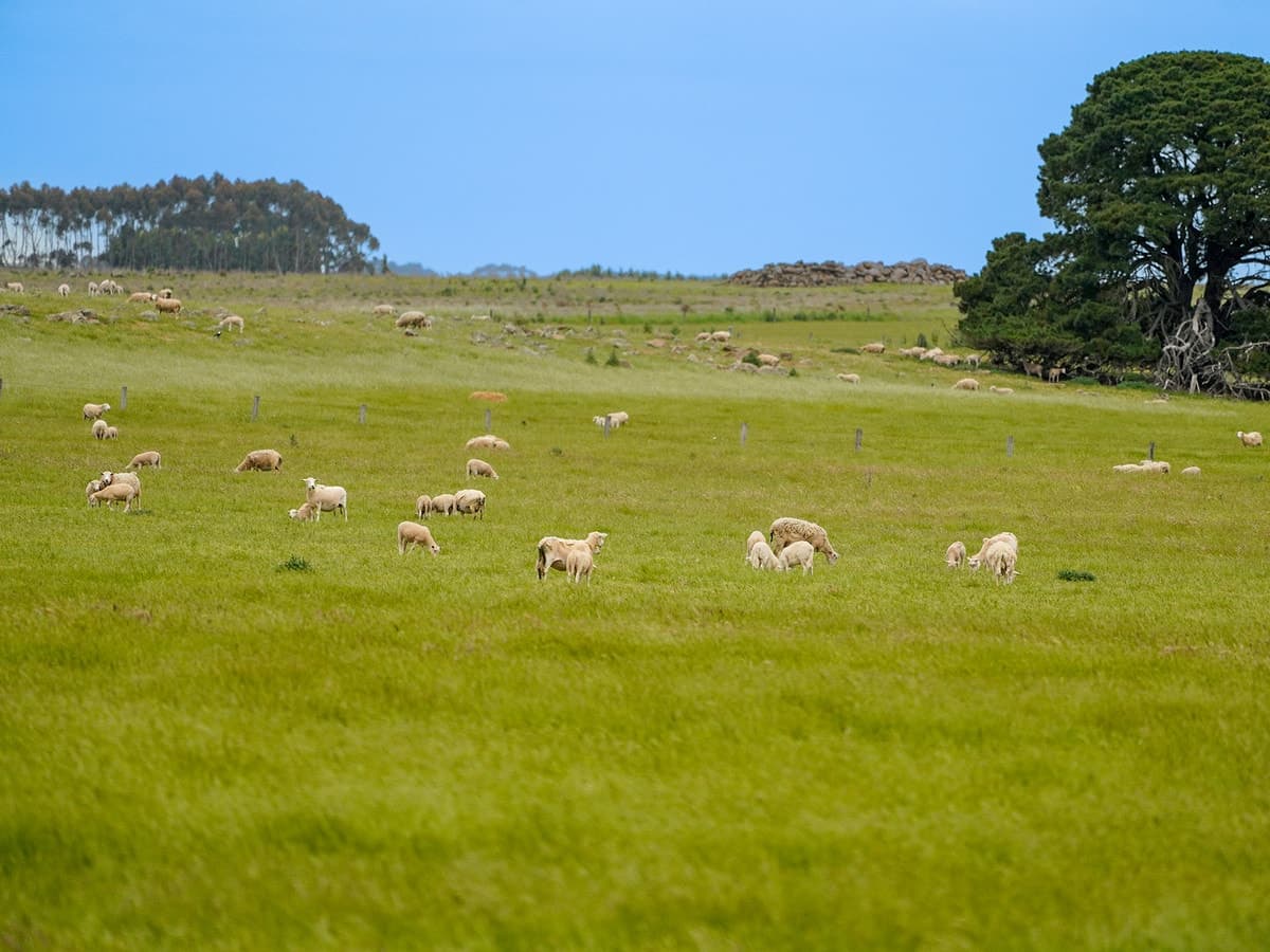 Huf's Back Lane, Warrayure, VIC, Warrayure - Thumbnail 2