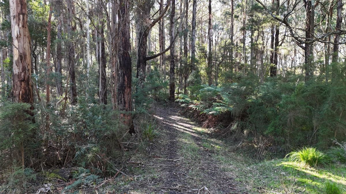 318 Old Ocean Road, Glenaire, VIC, Glenaire - Thumbnail 2