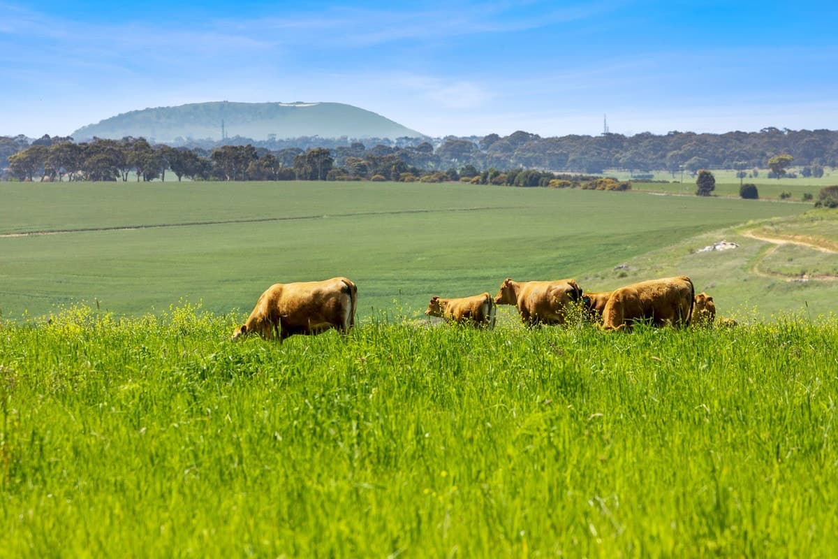 2300 Midland Highway, Bannockburn, VIC, Bannockburn - Thumbnail 3