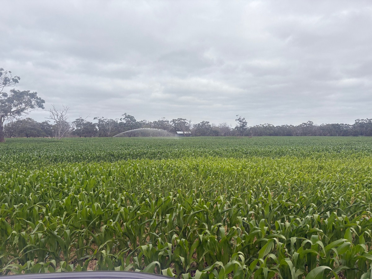 111 Smith Street, Heywood, VIC, Heywood - Thumbnail 7