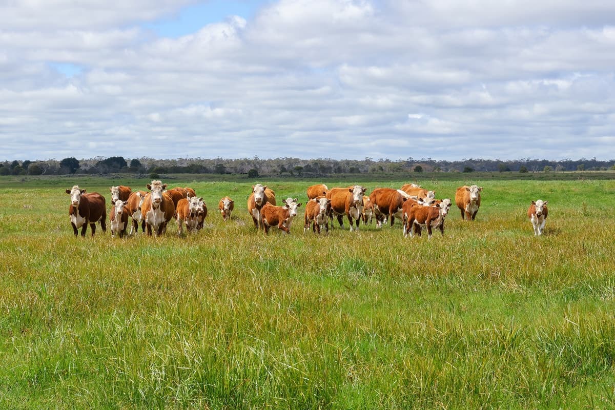 Brians Road, Breakaway Creek, VIC, Breakaway Creek - Thumbnail 5