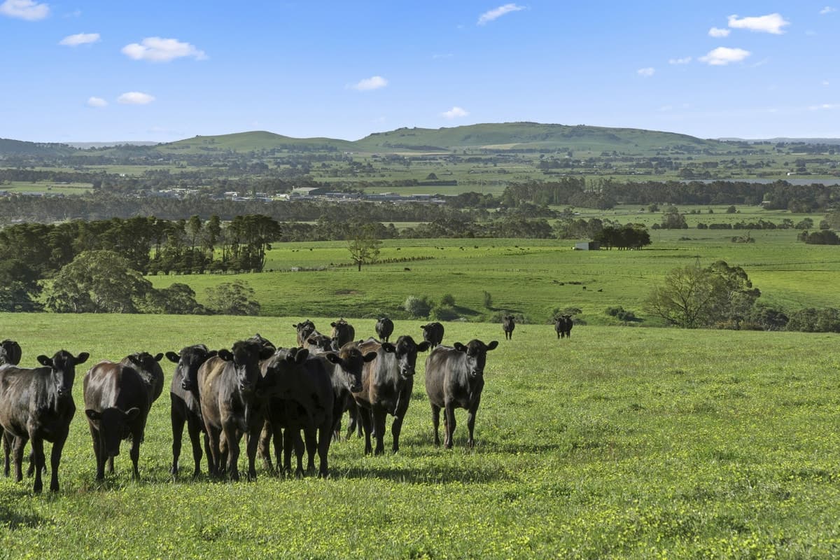Christies Road, Elliminyt, VIC, Elliminyt - Thumbnail 8