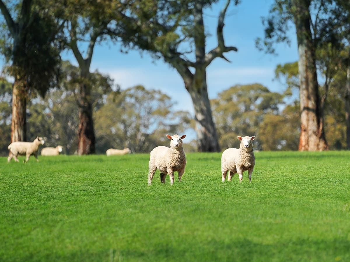 813 Yarramyljup Road, Rocklands, VIC, Rocklands - Thumbnail 6