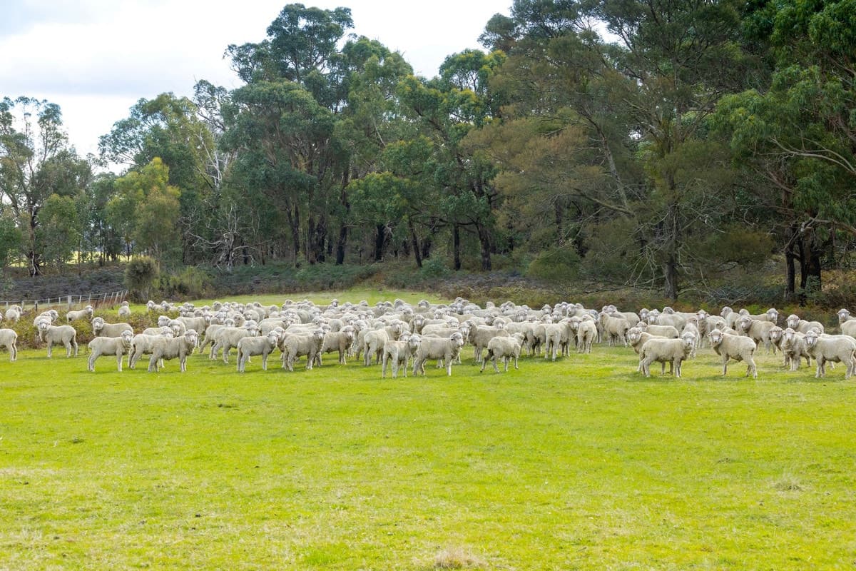 149 Kellys Road, Grenville, VIC, Grenville - Thumbnail 6
