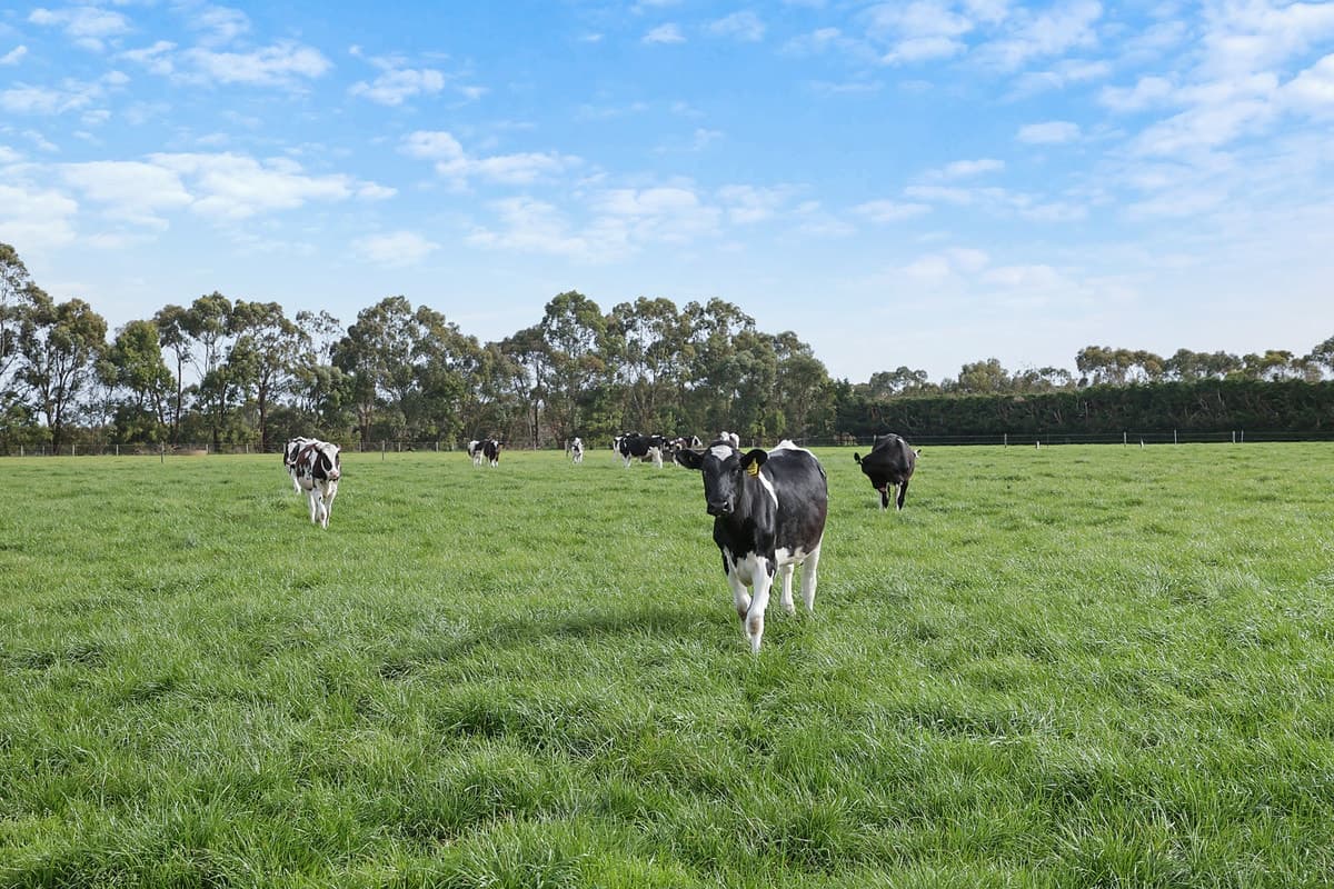 570 Swan Marsh Road, Swan Marsh, VIC, Swan Marsh - Thumbnail 4