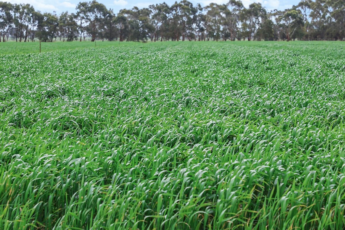 470 Old Irrewillipe Road, Bungador, VIC, Bungador - Thumbnail 2