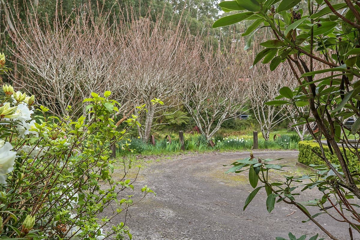 3360 Colac-Lavers Hill Road, Ferguson, VIC, Ferguson - Thumbnail 5