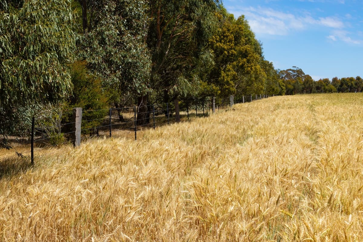 1834 Lismore-Skipton Road, Bradvale, VIC, Bradvale - Thumbnail 8