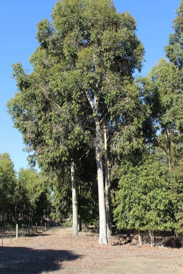 Smiths Road, Balmoral, VIC, Balmoral - Thumbnail 6