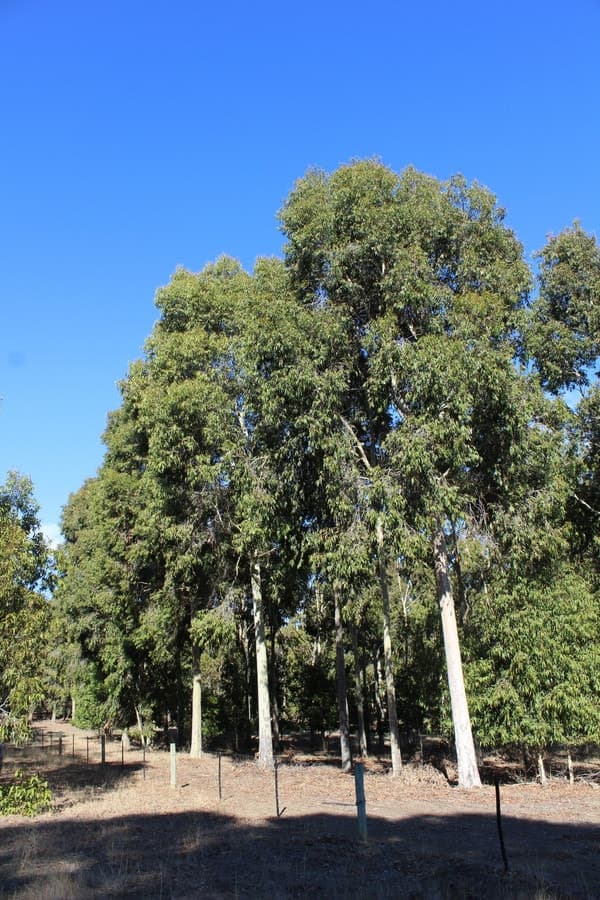 Smiths Road, Balmoral, VIC, Balmoral - Thumbnail 7