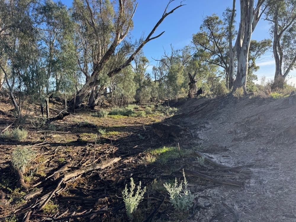 1500 Murrabit-Swan Hill Road, GONN, NSW 2732, Gonn - Thumbnail 3