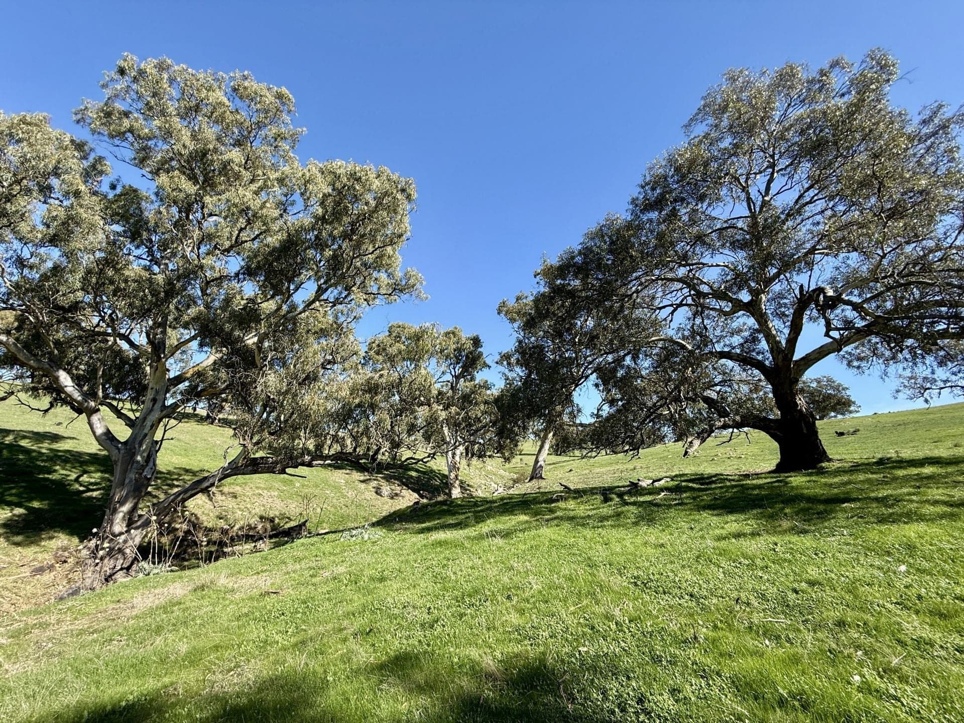 10/ Warmington Run, Mount Torrens, Mount Torrens - Thumbnail 4