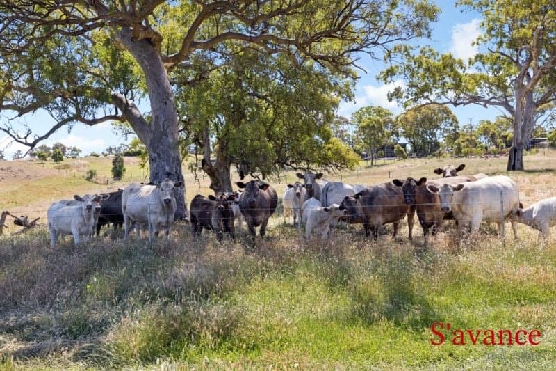10/ Warmington Run, Mount Torrens, Mount Torrens - Thumbnail 5