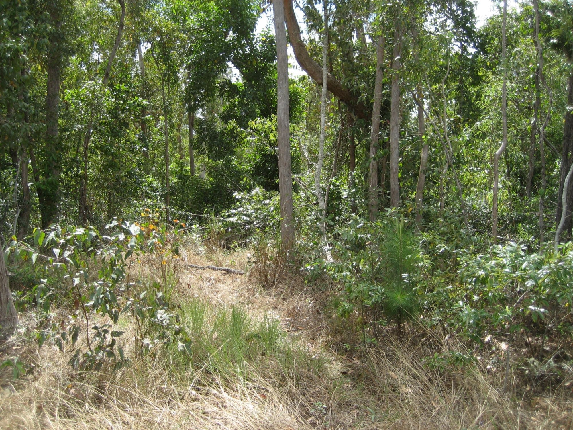 Lot 3 Williams Avenue, Cardwell QLD 4849, Cardwell - Thumbnail 3