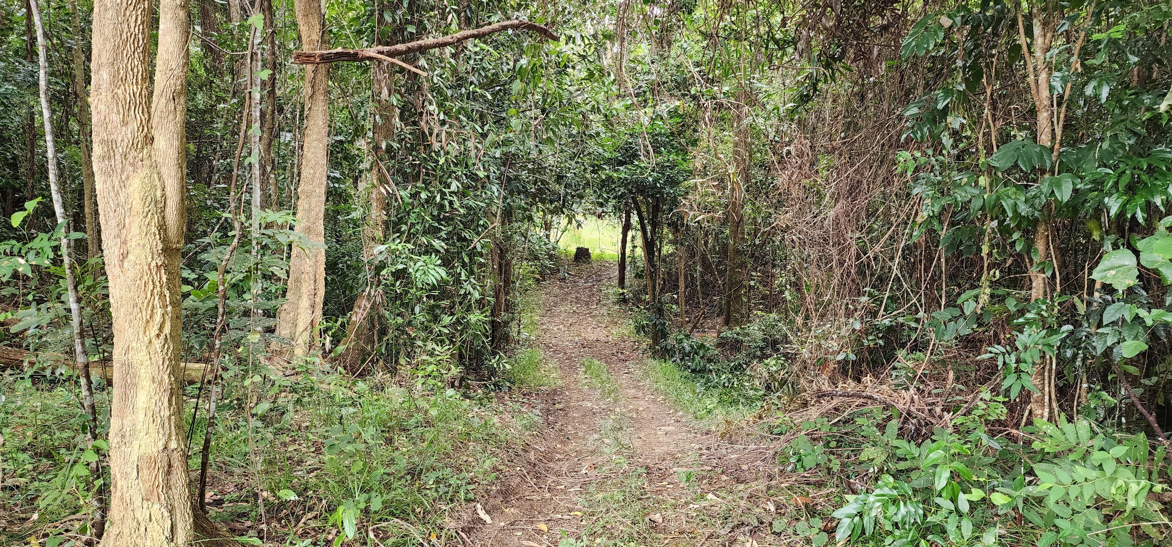 LOT 4 Ellerbeck Rd, Carruchan QLD 4816, Carruchan - Thumbnail 4