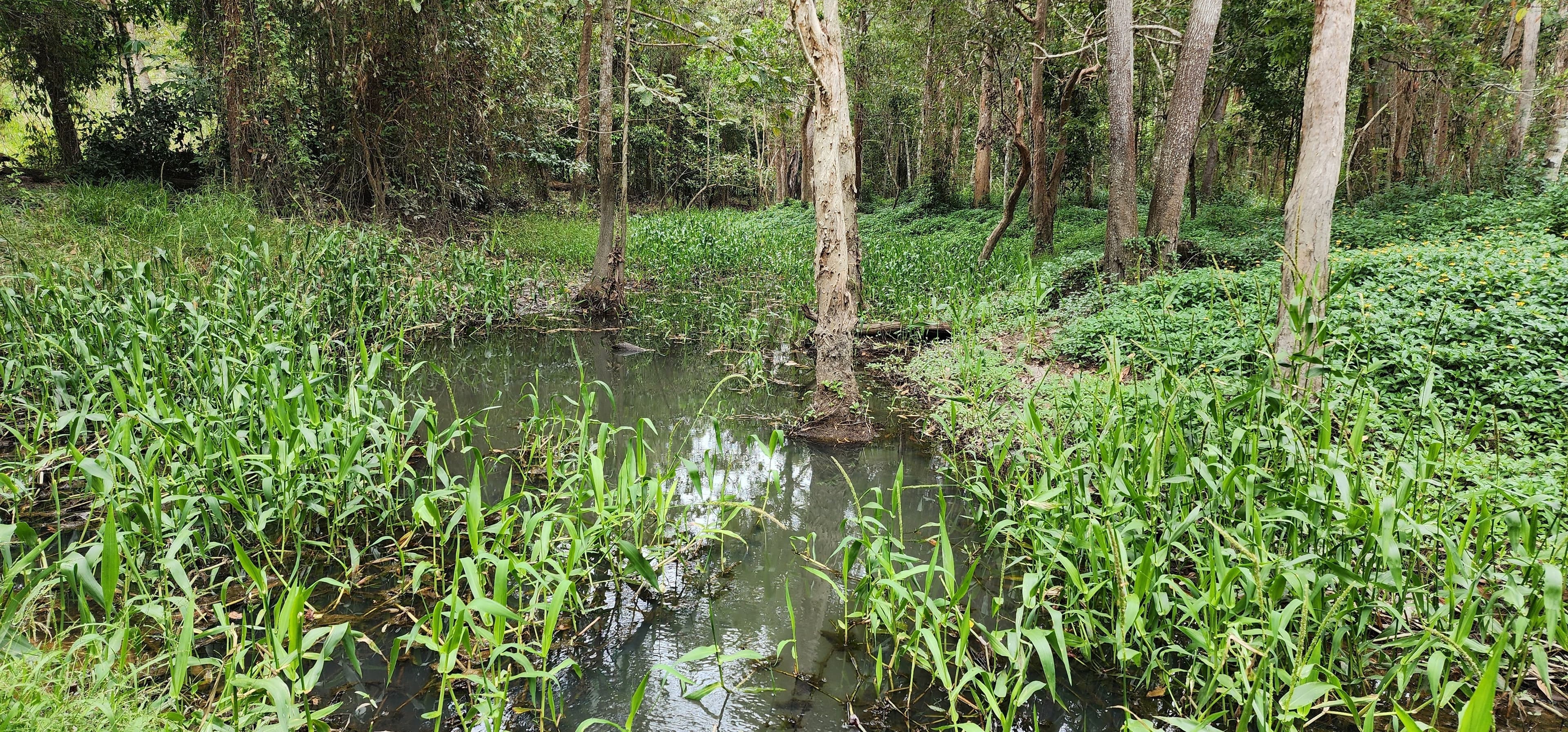 LOT 4 Ellerbeck Rd, Carruchan QLD 4816, Carruchan - Thumbnail 7