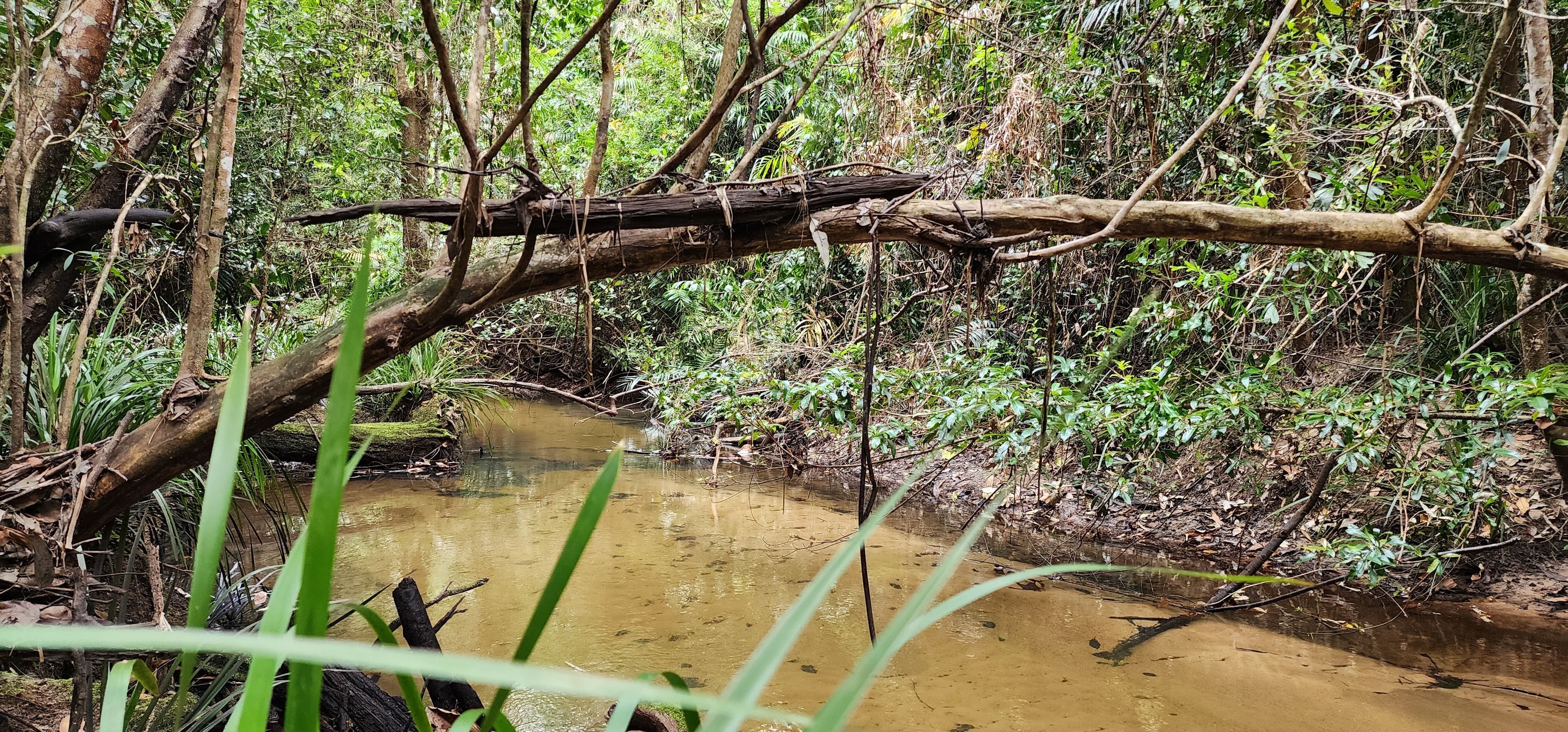 LOT 4 Ellerbeck Rd, Carruchan QLD 4816, Carruchan - Thumbnail 8