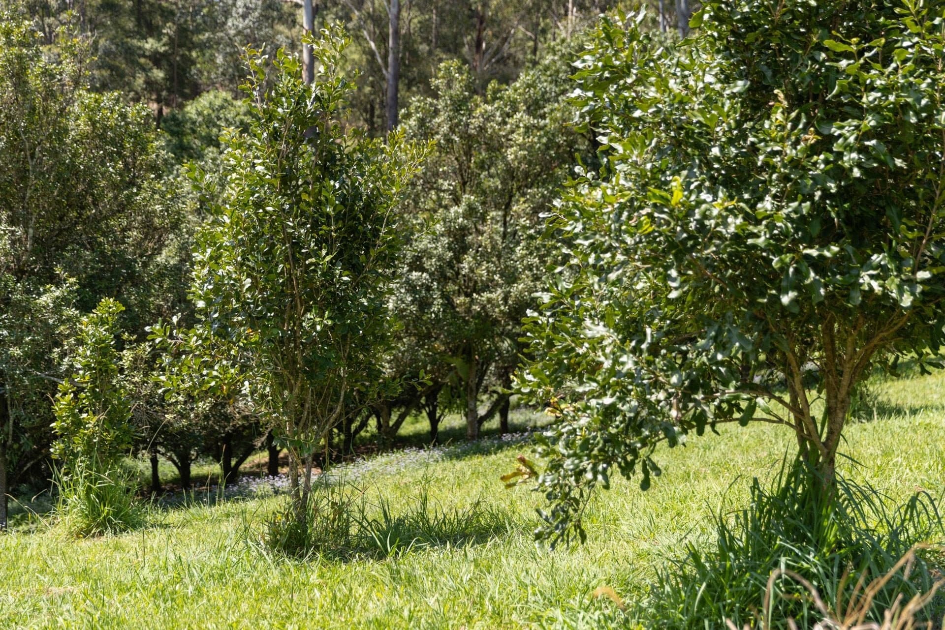 Lot 14 Highfield Road VALLA NSW, Valla - Thumbnail 6