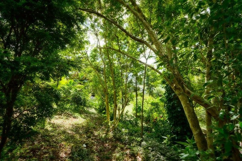 32 Hill St BELLINGEN NSW, Bellingen - Thumbnail 8