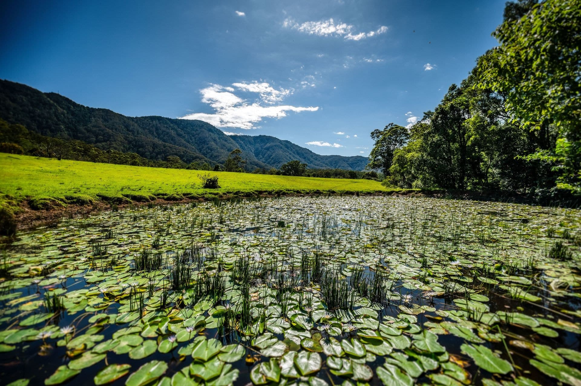 691 Promised Land Road BELLINGEN NSW, Bellingen - Thumbnail 8
