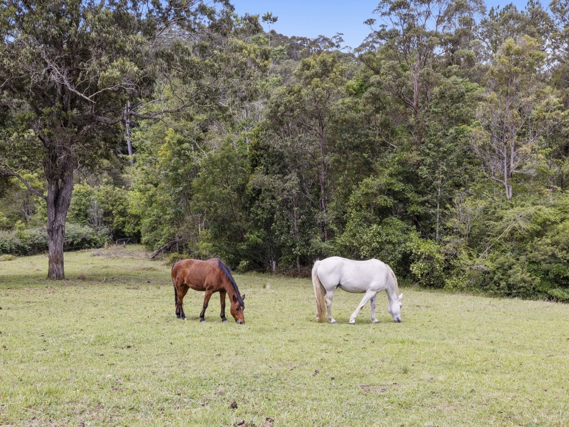 1111 Bowraville Road BELLINGEN NSW, Bellingen - Thumbnail 3