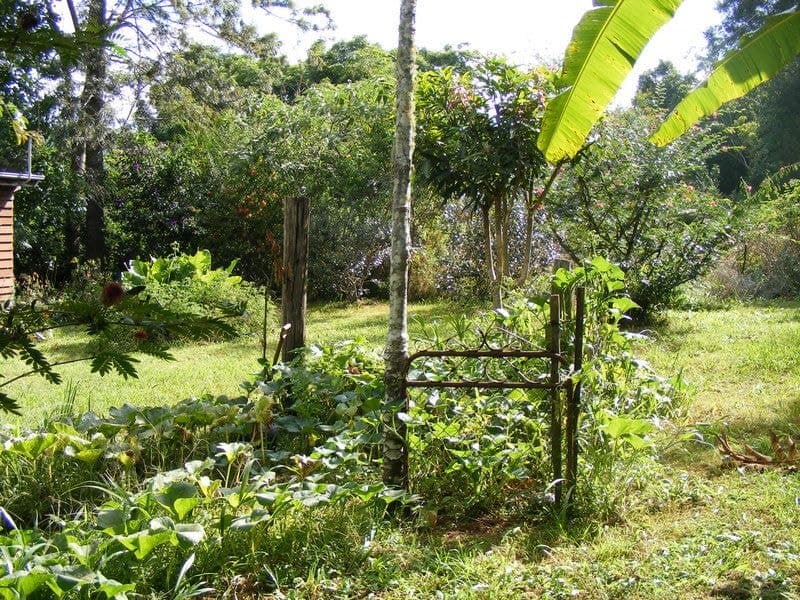 445 Summervilles Road BELLINGEN NSW, Bellingen - Thumbnail 5