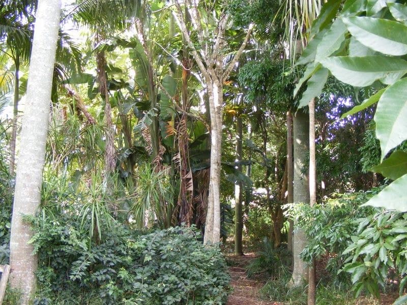 445 Summervilles Road BELLINGEN NSW, Bellingen - Thumbnail 8