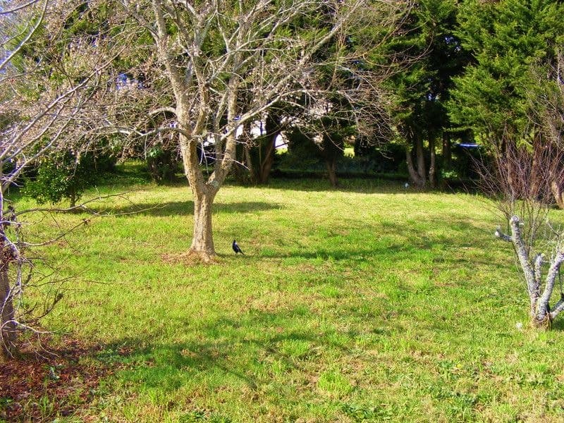103 Hickory Street Dorrigo BELLINGEN NSW, Bellingen - Thumbnail 5