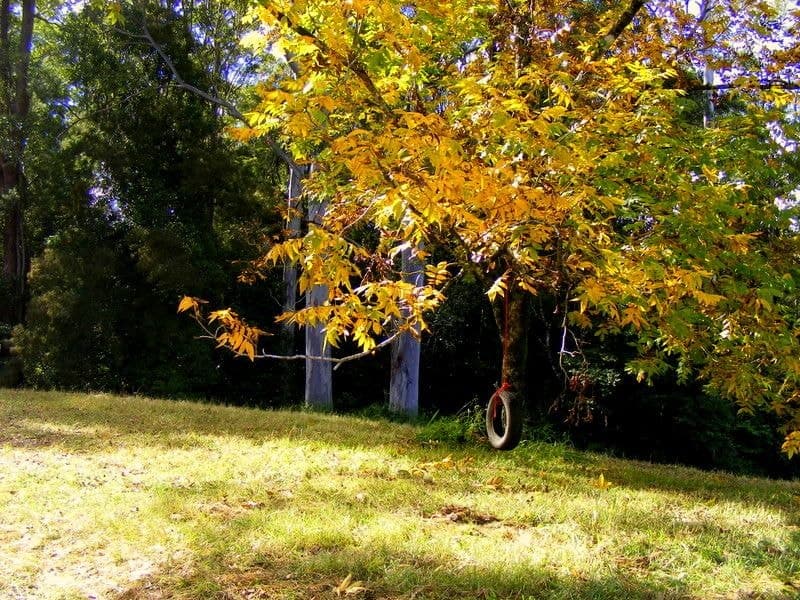Lot 1 133 Timboon Rd BELLINGEN NSW, Bellingen - Thumbnail 3