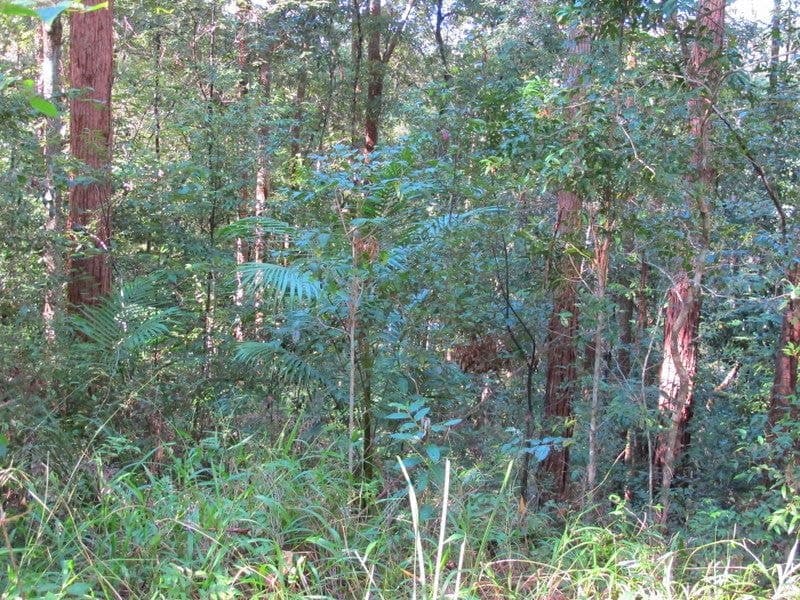 01690 0Bowraville Road BELLINGEN NSW, Bellingen - Thumbnail 4