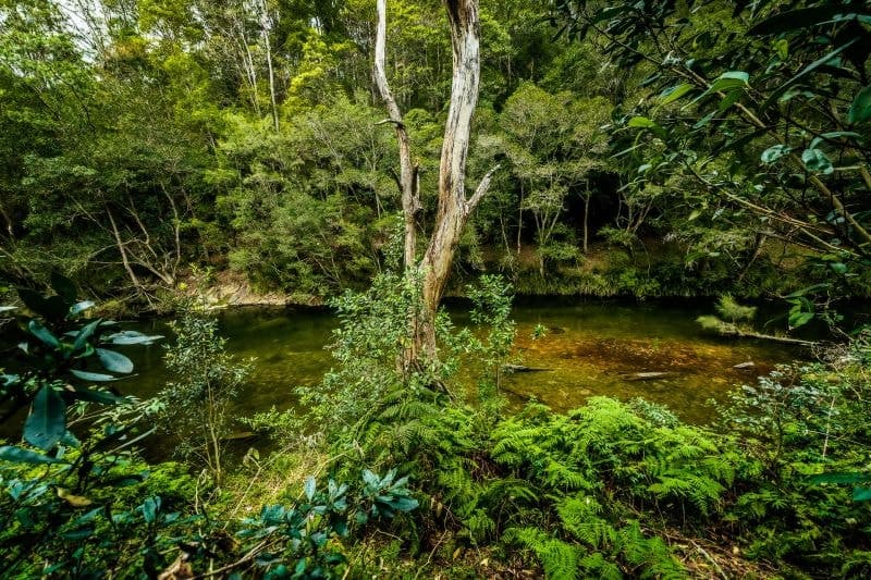 479 Kalang Road BELLINGEN NSW, Bellingen - Thumbnail 3