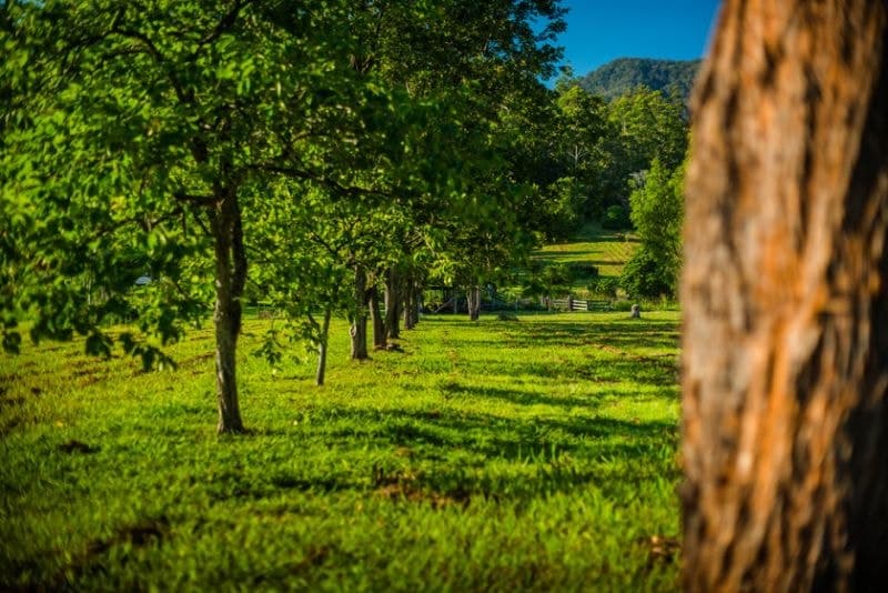 2129 Darkwood Road BELLINGEN NSW, Bellingen - Thumbnail 7